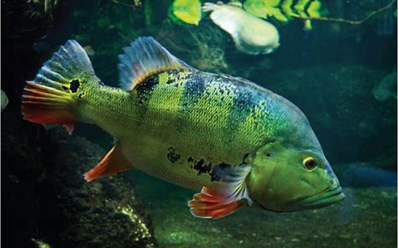 Gambar Ikan Peacock Bass 3