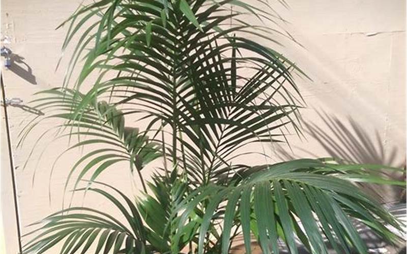 Gambar Kentia Palm