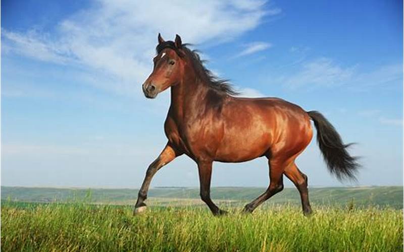 Gambar Kuda