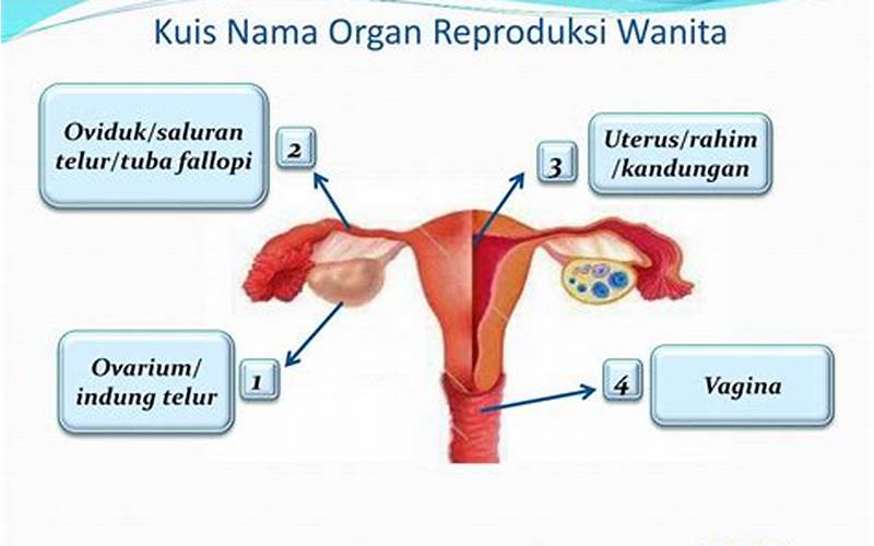 Gambar Oviduk Dan Uterus