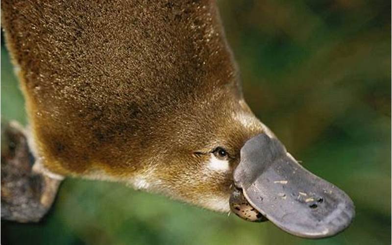 Gambar Platypus Bertelur