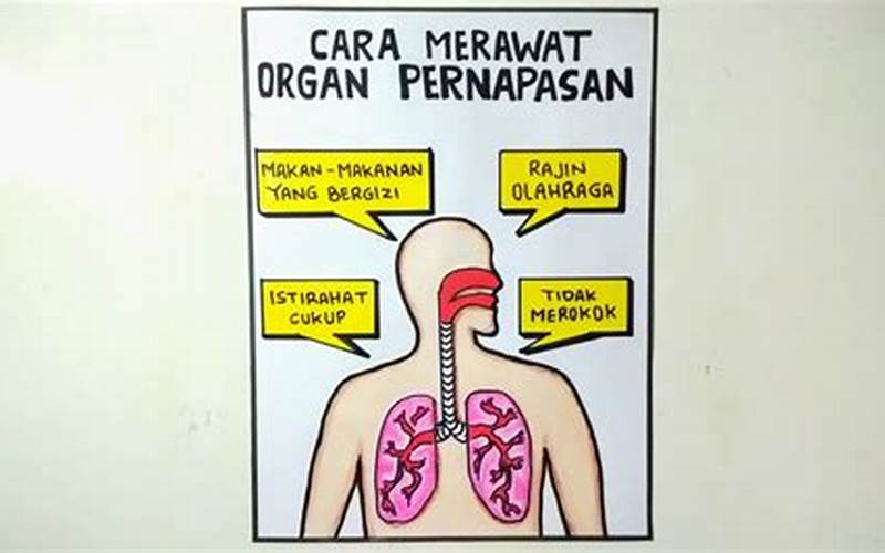 Gambar Poster Cara Merawat Organ Pernapasan