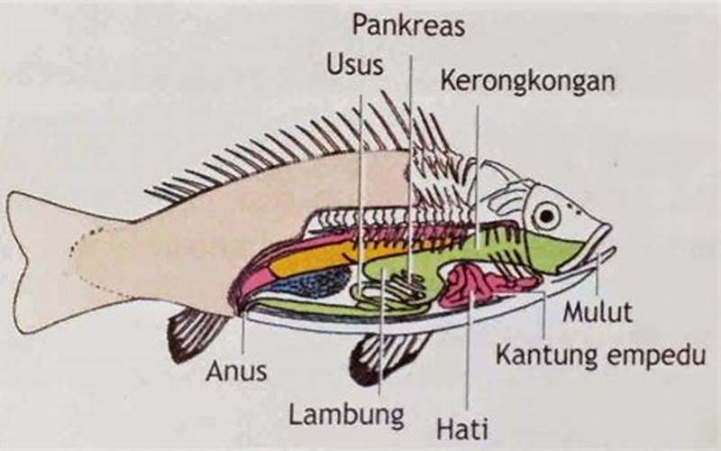 Gambar Sistem Pencernaan Pada Ikan