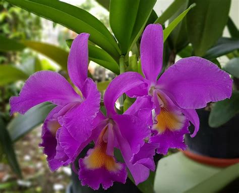 Gambar Anggrek Cattleya