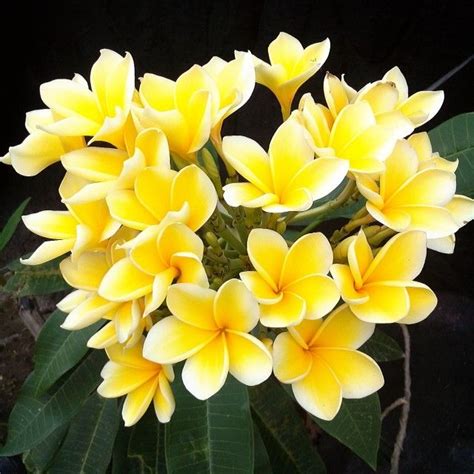 Gambar Bunga Kamboja Kuning