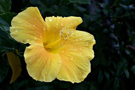 Gambar Bunga Sepatu Kuning