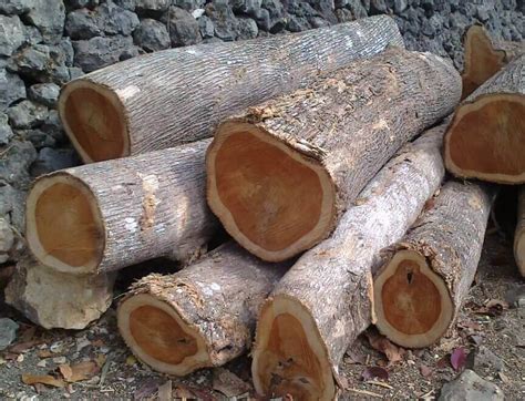 Menakjubkan! Kumpulan Gambar Kayu Terbaik untuk Inspirasi Desain Anda