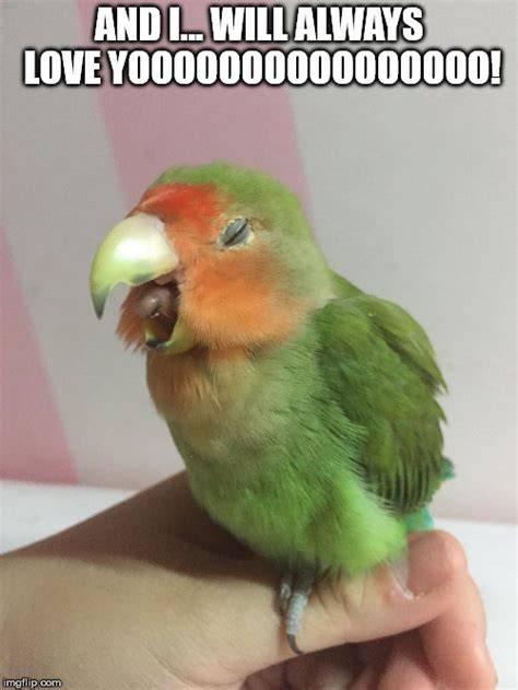 Gambar Meme Lovebird