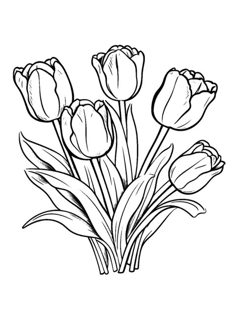 Gambar Mewarnai Bunga Tulip