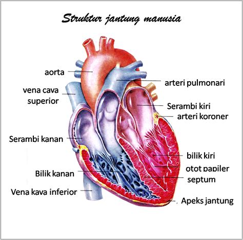 Gambar Penampang Jantung: Memahami Fungsi dan Strukturnya