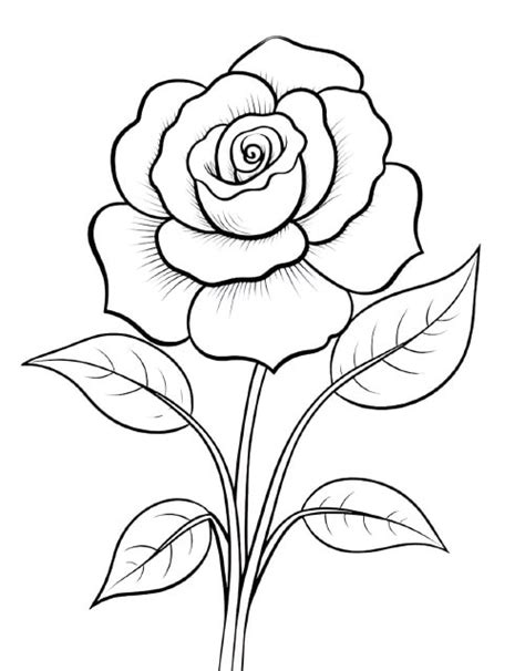 Gambar Sketsa Bunga Mawar