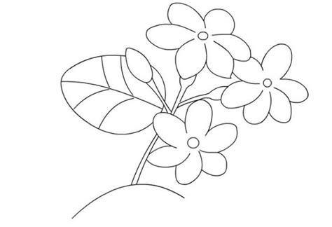Gambar Sketsa Bunga Melati