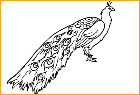 Gambar Sketsa Merak
