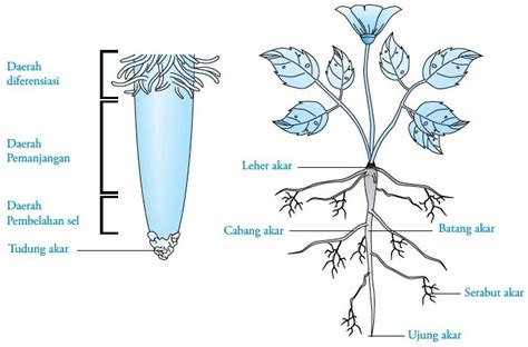 Gambar Struktur Akar: Jenis, Fungsi, Dan Contohnya
