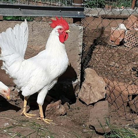 Gambar ayam keturunan leghorn putih