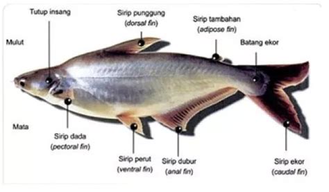 Gambar Ciri-ciri Fisik Ikan Patin