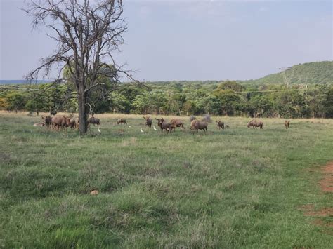 Experience the Thrill of the Wild: Discover the Best Game Farms Near Your Location