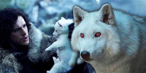 The Majestic Prowess of Game of Thrones Direwolves: Exquisite Beings of Power and Loyalty