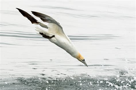 Gannets diving underwater