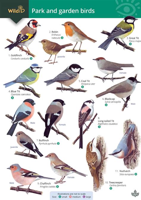 Garden Birds Names