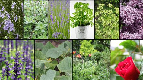 Garden Plants Common