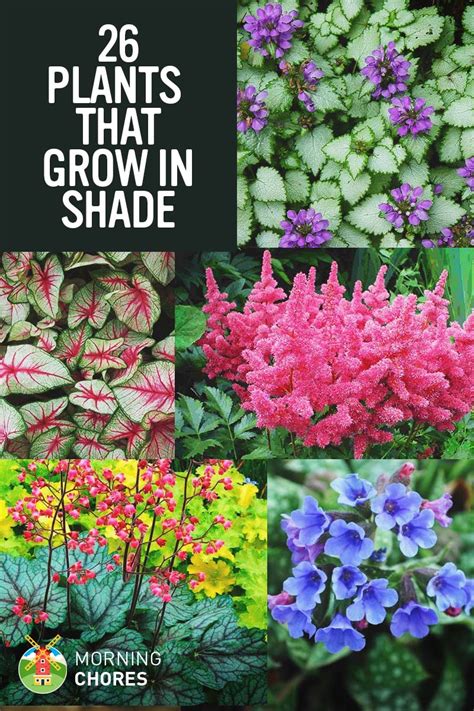 Garden Plants Grow In Shade
