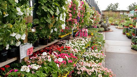 Garden Plants Menards