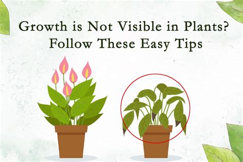 Garden Plants Not Growing