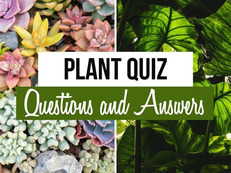 Garden Plants Questions