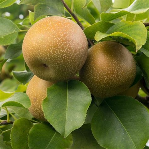 Gardening Guide: Growing Shinko Asian Pear