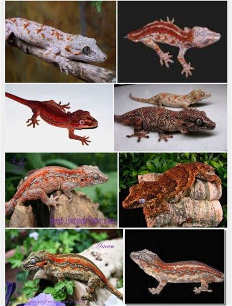 Gargoyle Gecko Morphs Chart