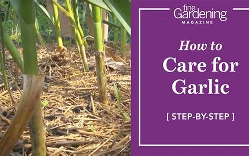 Garlic Care