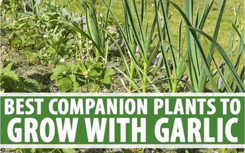 Garlic Companion Planting For Chard