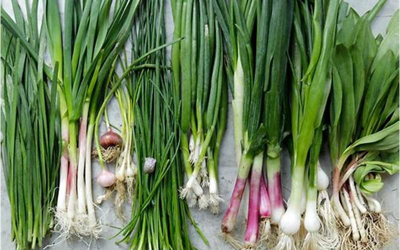 Garlic, Onion, And Chives