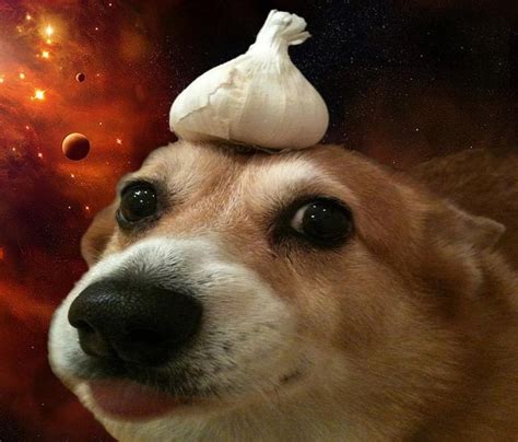 Garlic Dog Meme