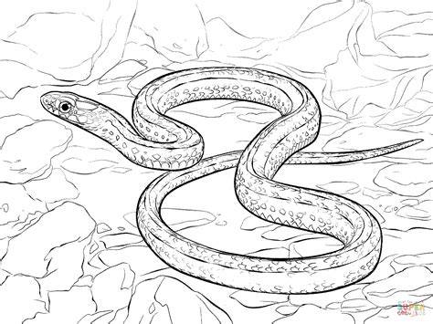 Garter Snake Coloring Pages