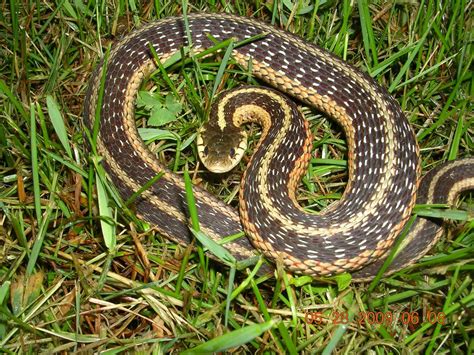 Garter Snake Patterns