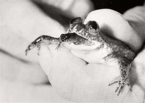 Gastric-Brooding Frog