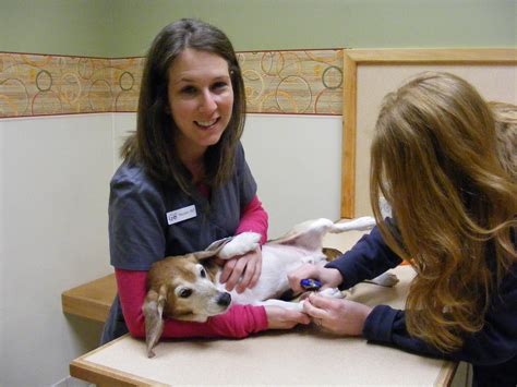 Gate City Animal Hospital: Expert Veterinary Care for Your Furry Friends