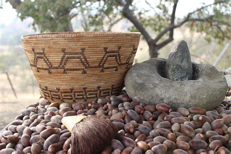 Gathering and Selection: The First Steps in Native American Acorn Processing
