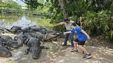Gatorland Airboat Ride: A Thrilling Review of Gators Gators Gators