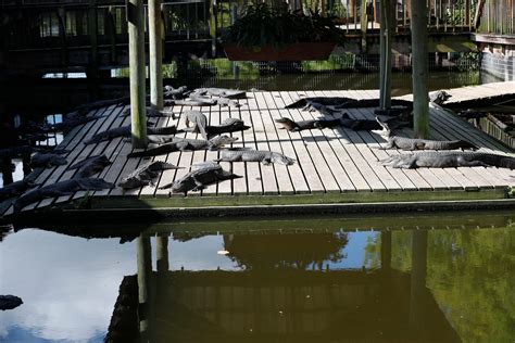 Gatorland conservation