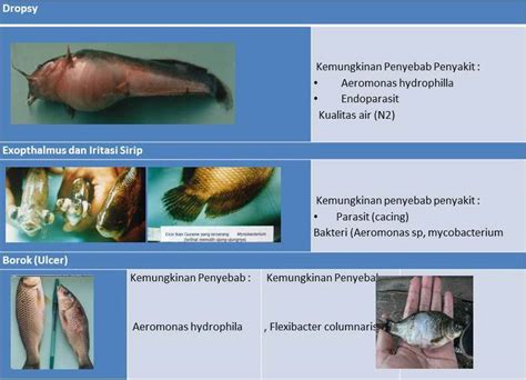 Gejala Infeksi Parasit pada Ikan