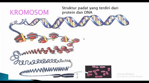 Hubungan Antara Gen Kromosom dan Molekul DNA: Kelebihan dan Kekurangan