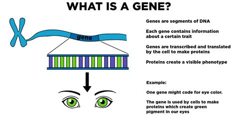 Unlocking the Secrets of Genes: A Comprehensive Guide to Gene AP Bio Definition