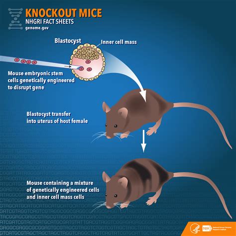 Gene editing and knockout mice
