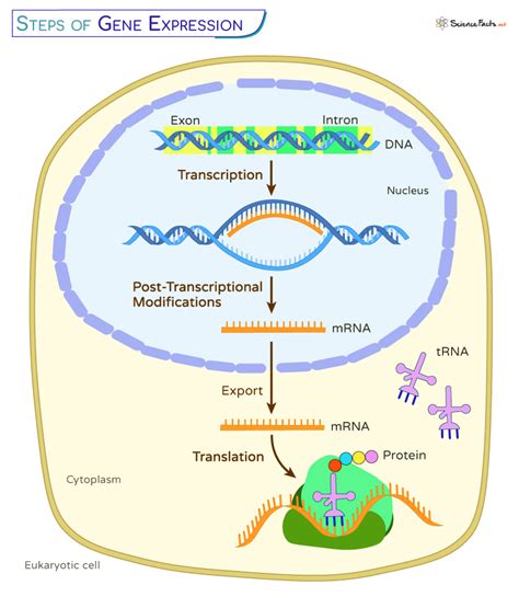 Gene Expression For Dummies: A Comprehensive Guide