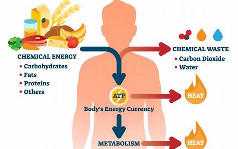Genetic Factors That Affect Energy Metabolism