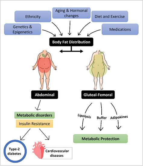 Genetic Factors and Abdominal Structure