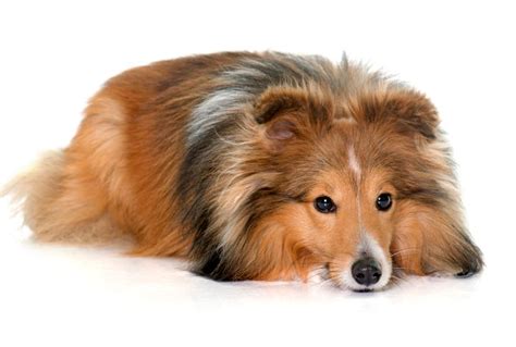 Genetic Predisposition and Breed Specifics